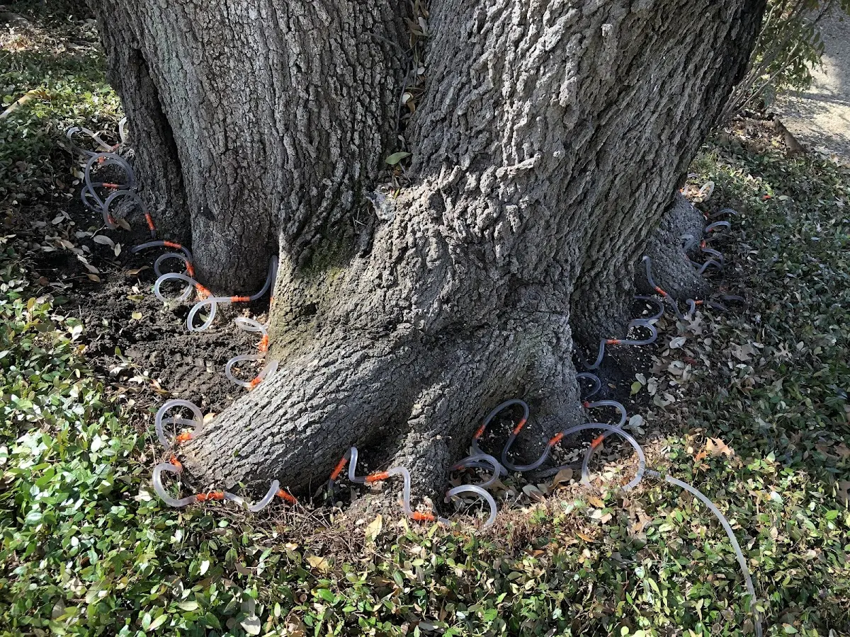Detailed Tree Cabling and Bracing job site in Ruskin